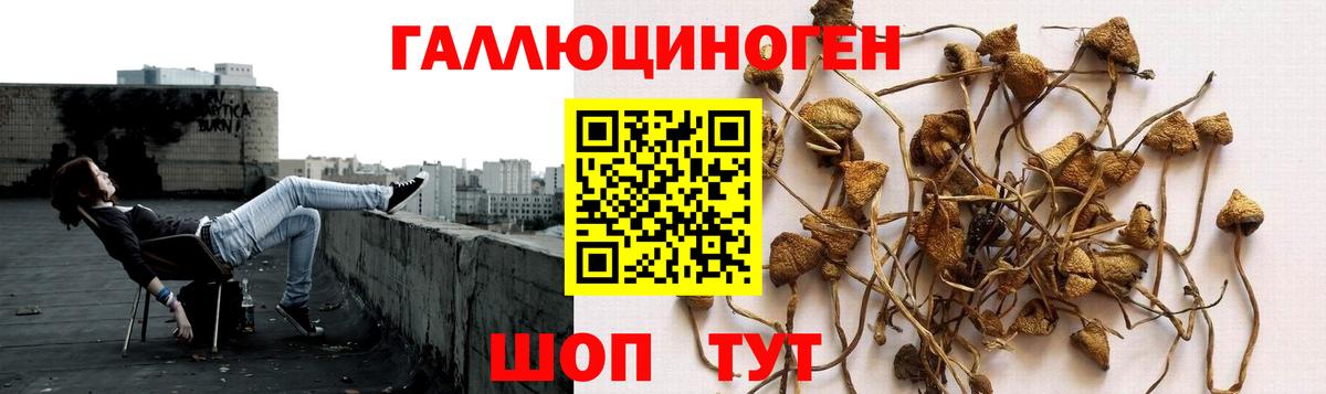 Галлюциногенные грибы Psilocybine cubensis  Псилоцибиновые грибы Cubensis  Вход с VPN  Сосновоборск 